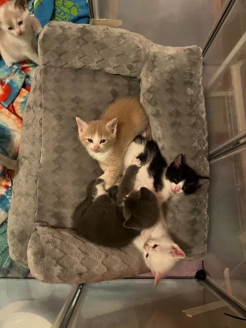 A baby medium-sized male Domestic Short Hair cat named Muenster for adoption in Pawtucket, RI