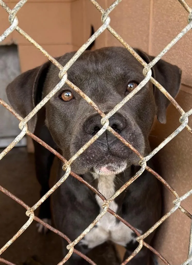 An adult medium-sized male Pit Bull Terrier dog named Axel for adoption in Gautier, MS