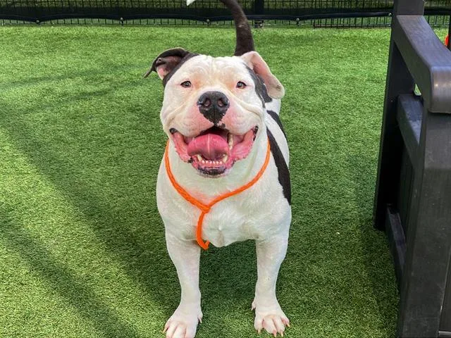 An adult large-sized male American Bulldog dog named Kylo for adoption in Tustin, CA