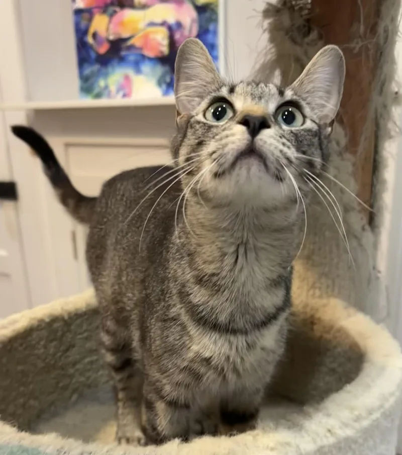 A young small-sized female Tabby (Brown / Chocolate) Domestic Short Hair cat named Honey for adoption in Lawrenceville, GA