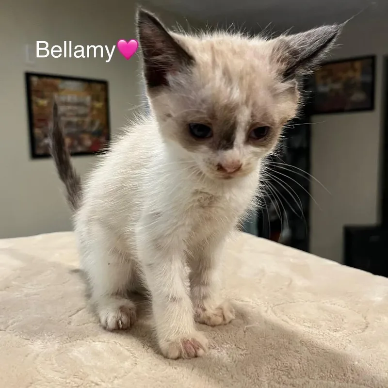 Bellamy thumbnail 3