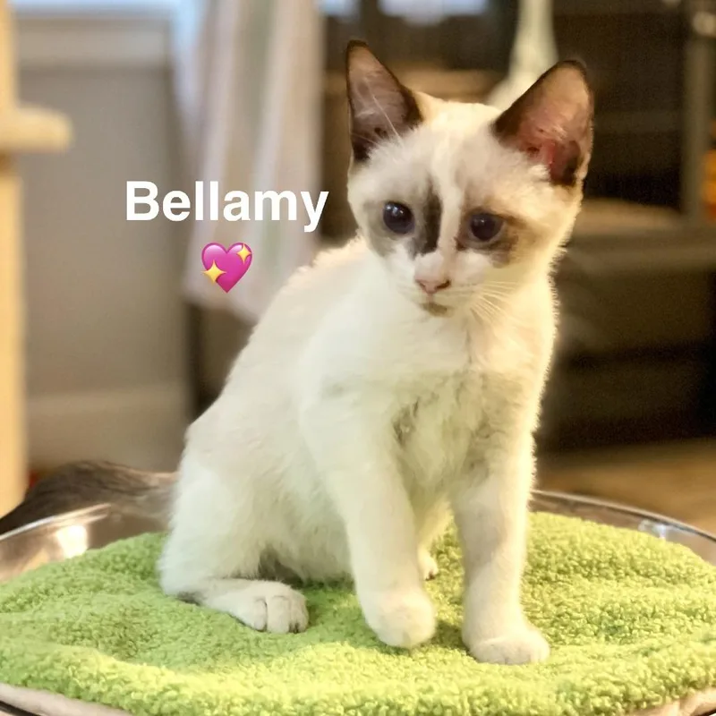 Bellamy thumbnail 4