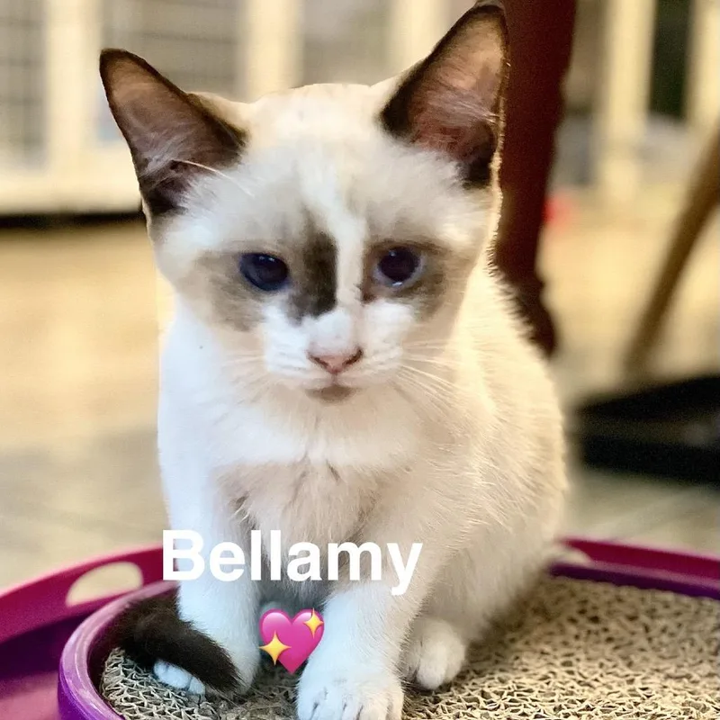 Bellamy thumbnail 5
