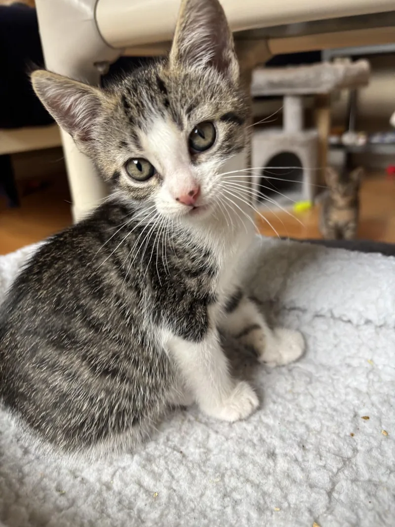 A baby medium-sized female Tabby (Gray / Blue / Silver) Tabby cat named Lua for adoption in New Milford, CT