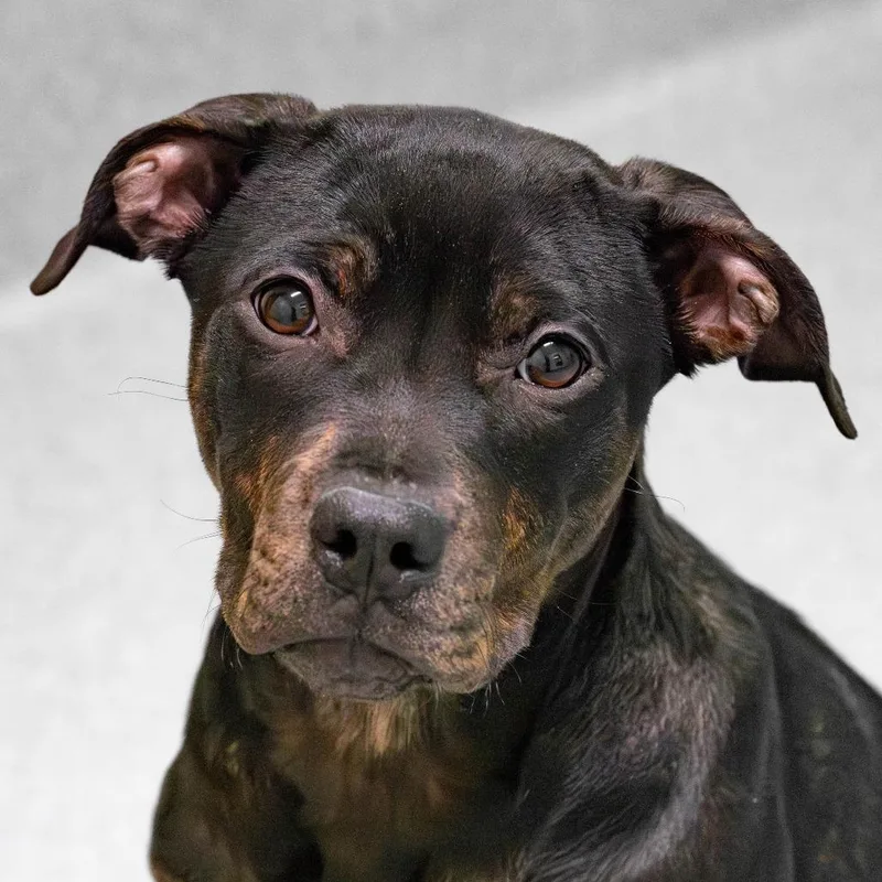 A baby small-sized female Black American Staffordshire Terrier dog named Bowie for adoption in Briarcliff Manor, NY