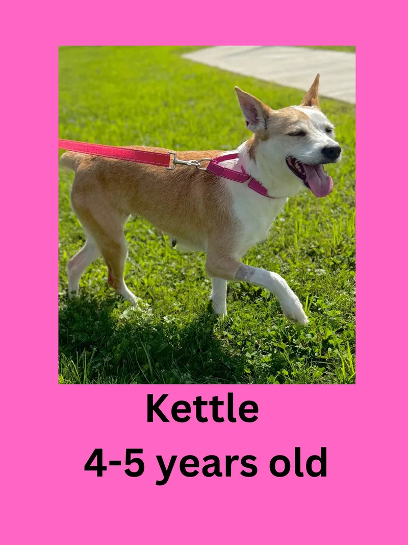 An adult medium-sized female Terrier dog named Kettle for adoption in Ravenna, OH