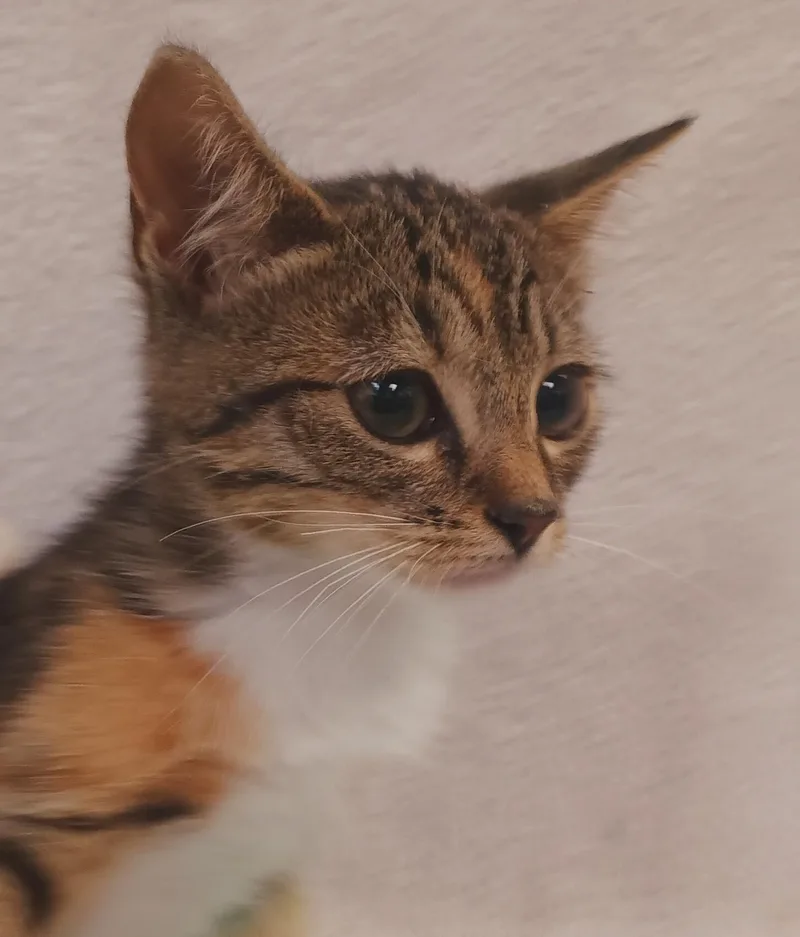 A baby small-sized female Domestic Short Hair cat named Shamrock for adoption in Los Angeles, CA