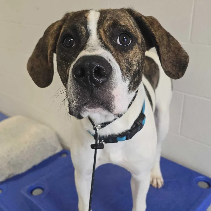 A young medium-sized male White / Cream Boxer dog named Kid for adoption in Louisville, KY
