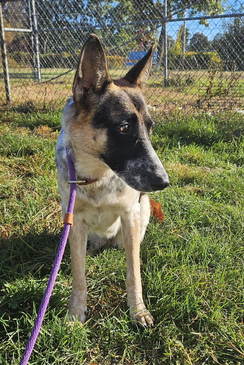 An adult medium-sized female Australian Cattle Dog / Blue Heeler dog named Dory for adoption in Salem, NH
