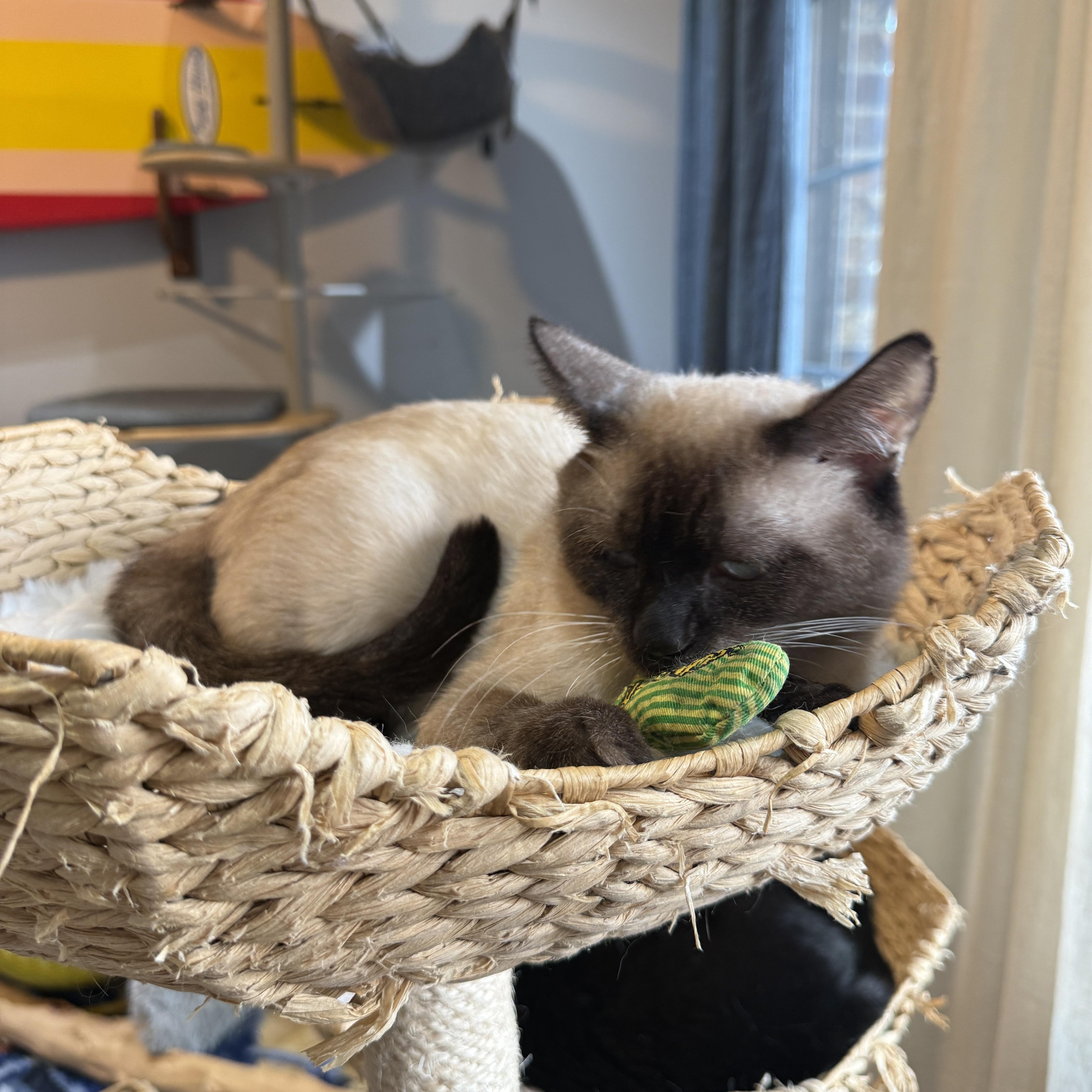A baby medium-sized male Chocolate Point Siamese cat named Mars for adoption in Brooklyn, NY