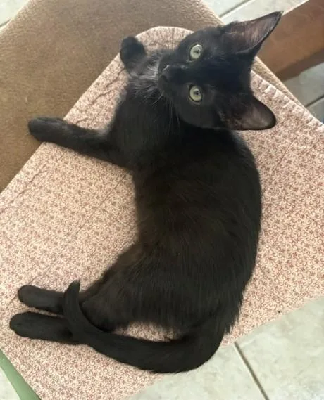 Starling thumbnail 4
