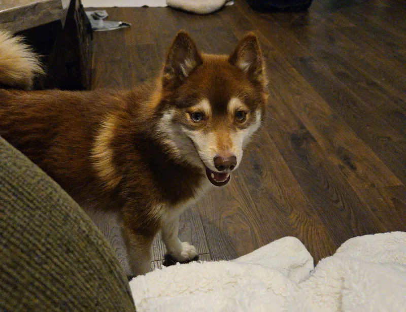A young medium-sized male Pomeranian dog named Finn for adoption in Fort Wayne, IN