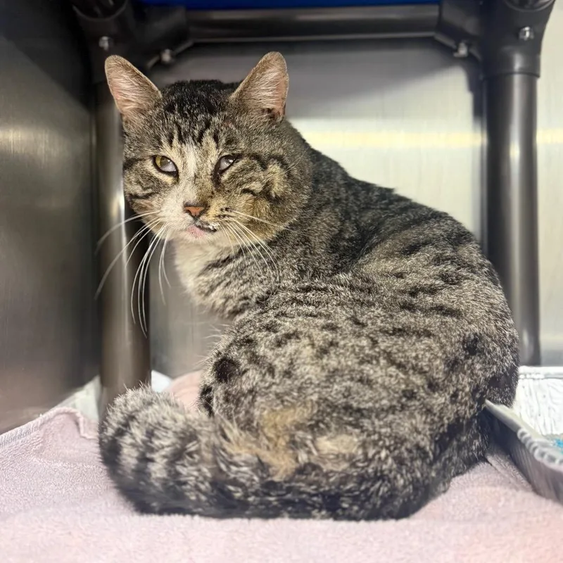 An adult medium-sized male Buff / Tan / Fawn Domestic Short Hair cat named Ledsen for adoption in Pauls Valley, OK