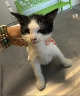 A baby medium-sized female Black & White / Tuxedo Domestic Short Hair cat named Zorro for adoption in Winter Haven, FL