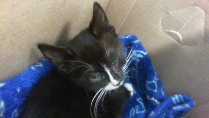 A baby small-sized male Domestic Medium Hair cat named A for adoption in Charlotte, NC
