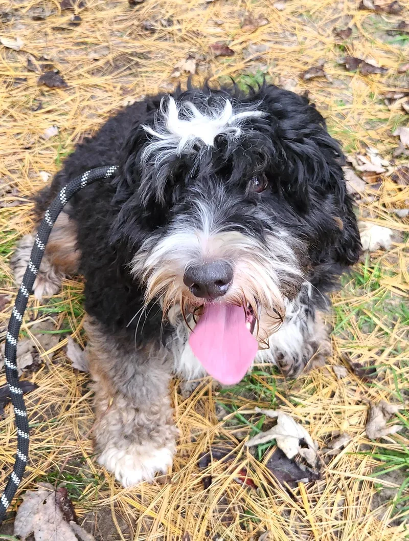 A young medium-sized male Bernedoodle dog named Bruce for adoption in Liberty Center, OH