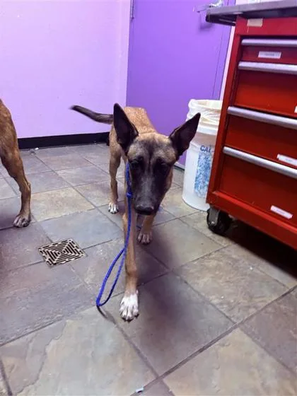 A young large-sized female Black Belgian Shepherd / Malinois dog named Pretzel for adoption in El Paso, TX