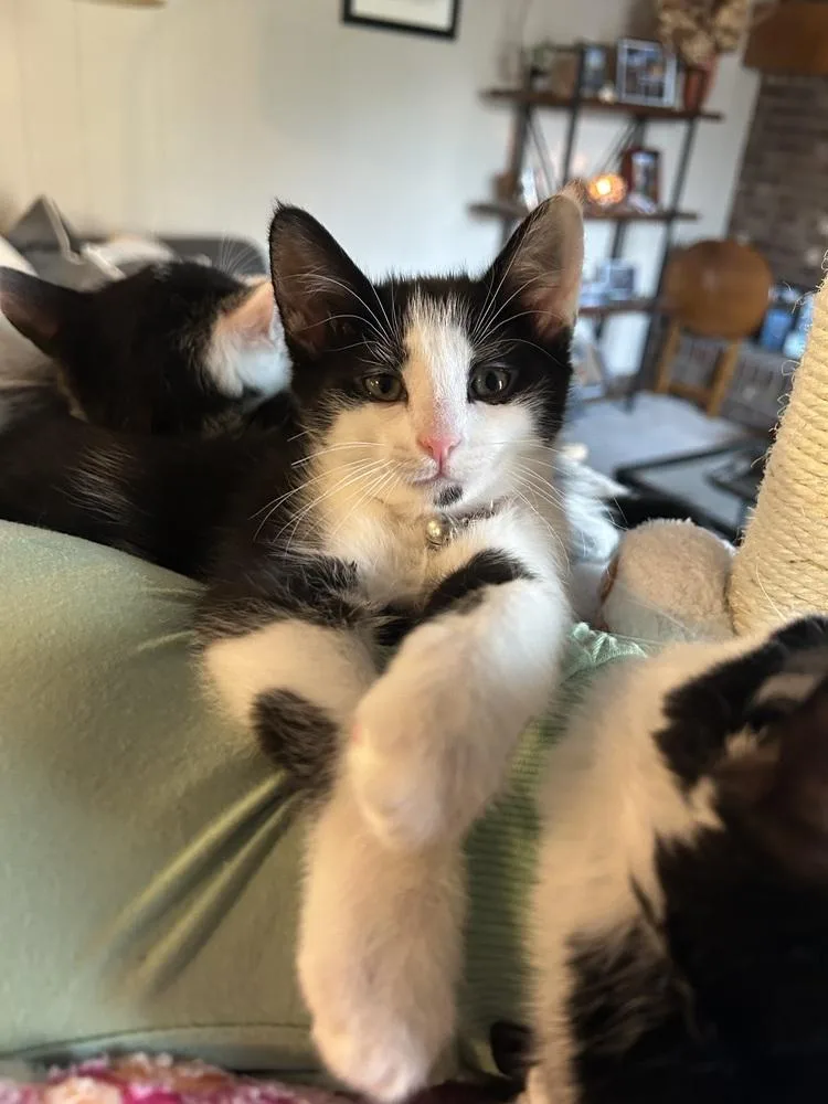 Tagalong thumbnail 5