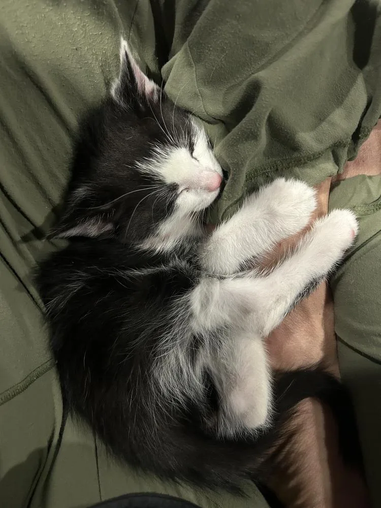 Tagalong thumbnail 6