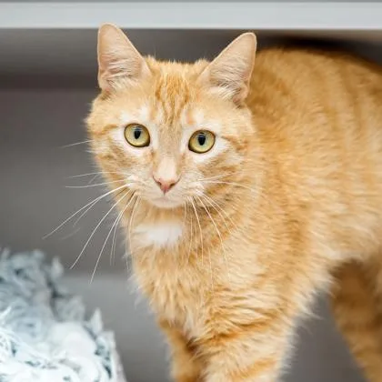 An adult small-sized female Orange / Red Domestic Short Hair cat named Caramel for adoption in Atlanta, GA