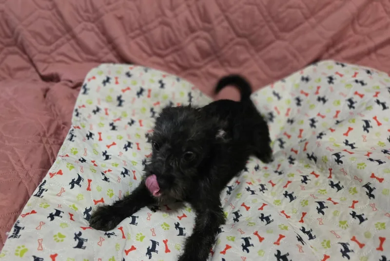 A baby medium-sized female Black Miniature Schnauzer dog named Mercedes for adoption in Brookeville, MD