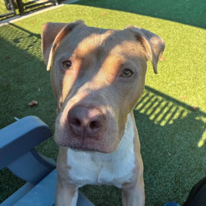 A young medium-sized male Yellow / Tan / Blond / Fawn Pit Bull Terrier dog named Romeo for adoption in Greensboro, NC
