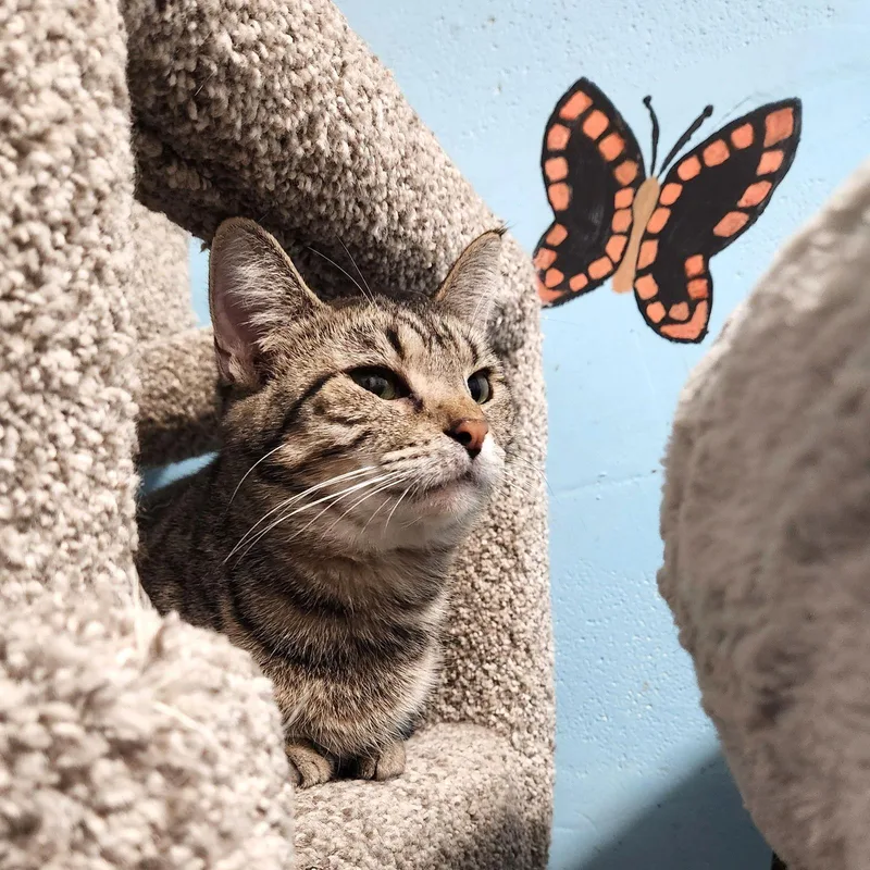 Cass Elliot thumbnail 3