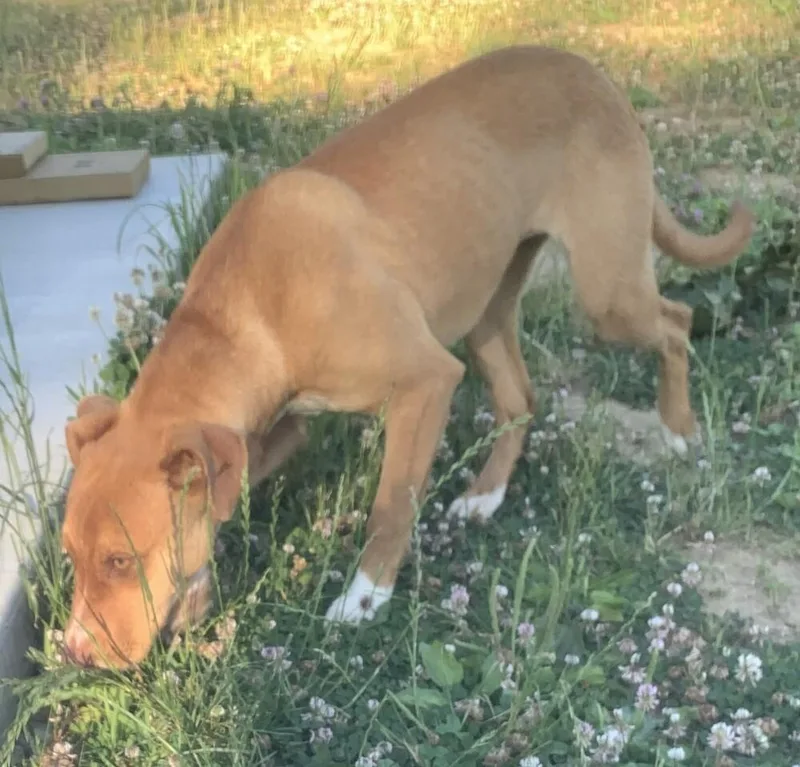 A baby medium-sized female Tricolor (Brown, Black, & White) Retriever dog named Zaria for adoption in Pottstown, PA