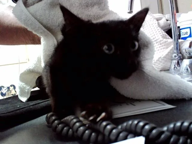 A baby small-sized female Domestic Short Hair cat named Sombra for adoption in Martinez, CA