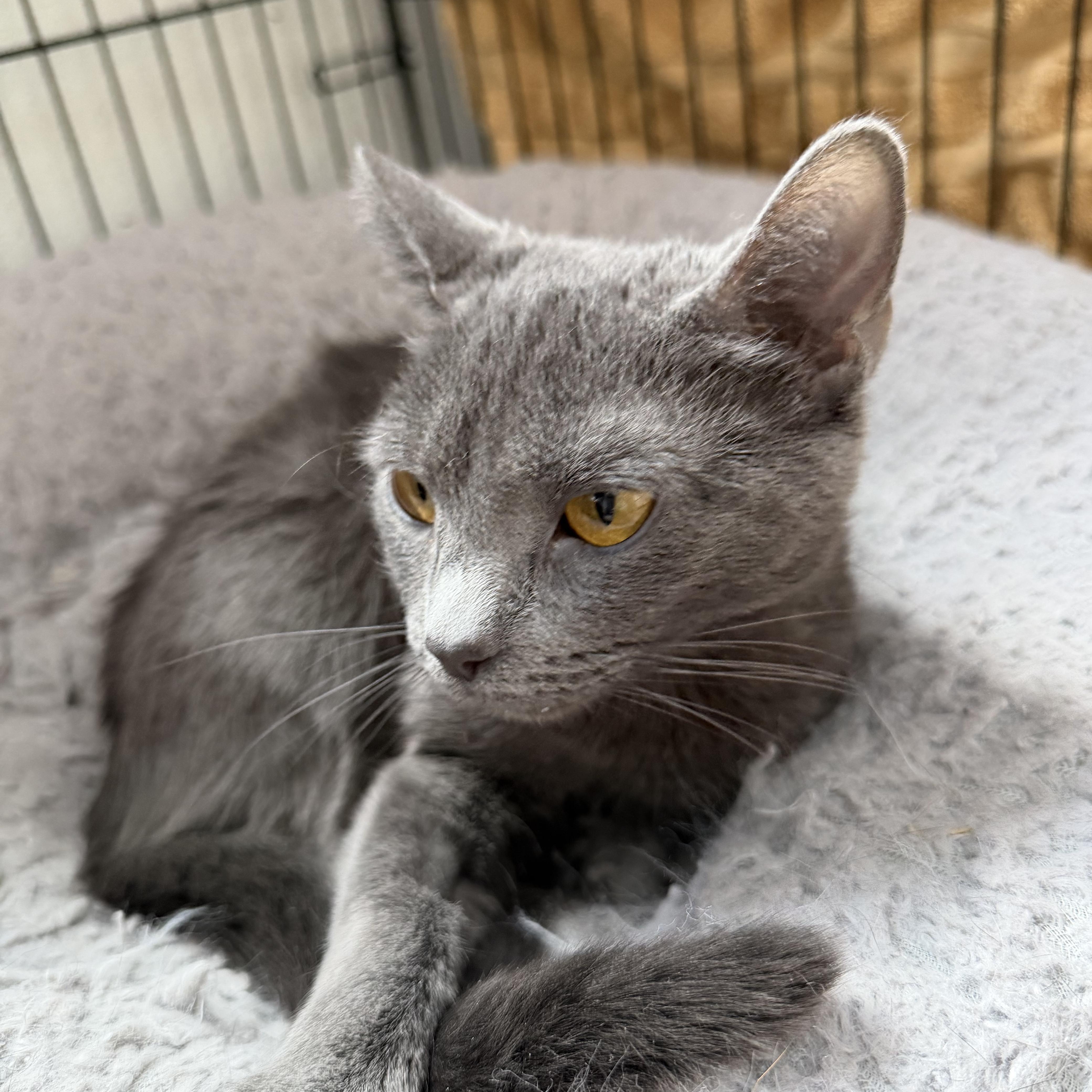 A young small-sized female Gray / Blue / Silver Domestic Short Hair cat named Newbie for adoption in Estes Park, CO