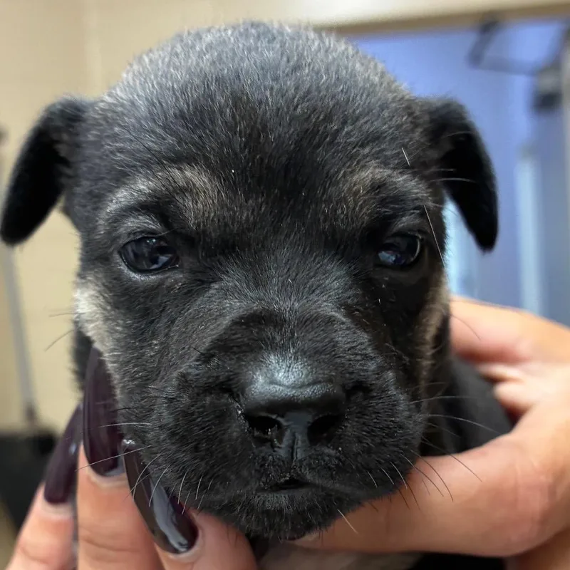 Charlotte thumbnail 2