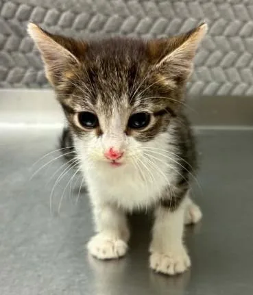 A baby small-sized female Domestic Short Hair cat named Birdie for adoption in Lampasas, TX