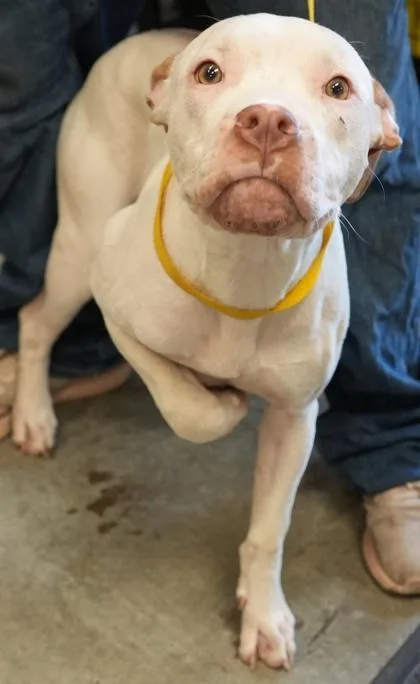Pete