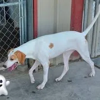A young medium-sized female White / Cream Pointer dog named Sara for adoption in Port Lavaca, TX