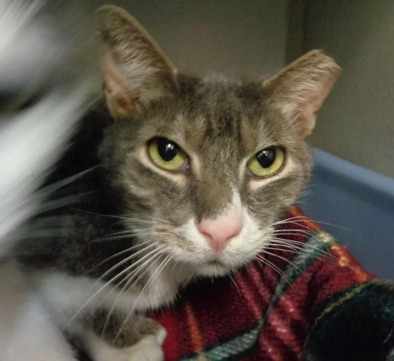 Maine  Extra Toes! thumbnail 2