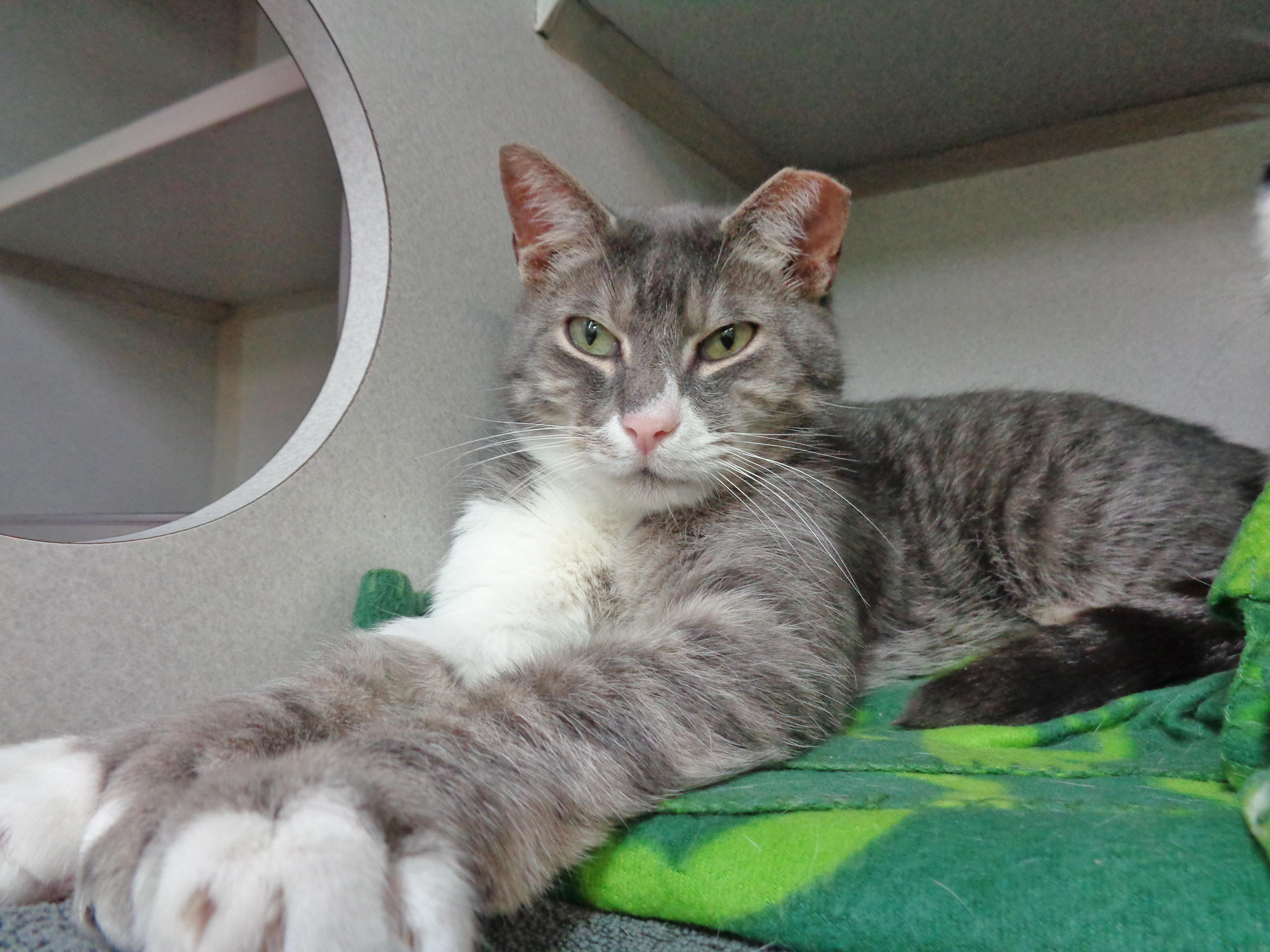 Maine  Extra Toes! thumbnail 3