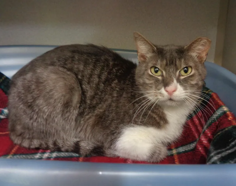 Maine  Extra Toes! thumbnail 5