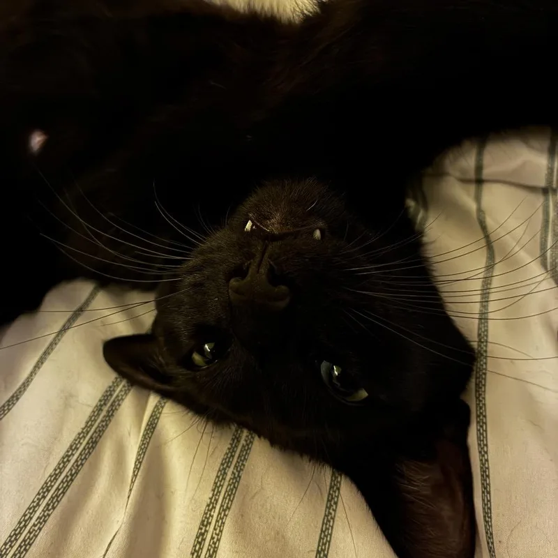 A young medium-sized female Black Domestic Short Hair cat named Toyota for adoption in Spokane, WA