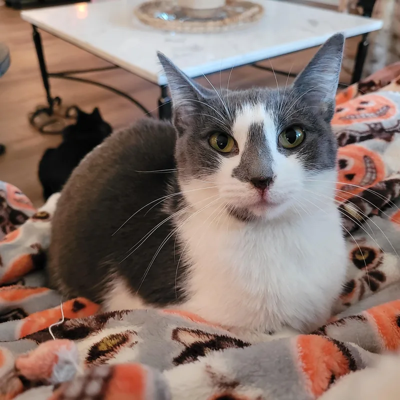A young small-sized female Gray & White Domestic Short Hair cat named Halo for adoption in Whitestown, IN