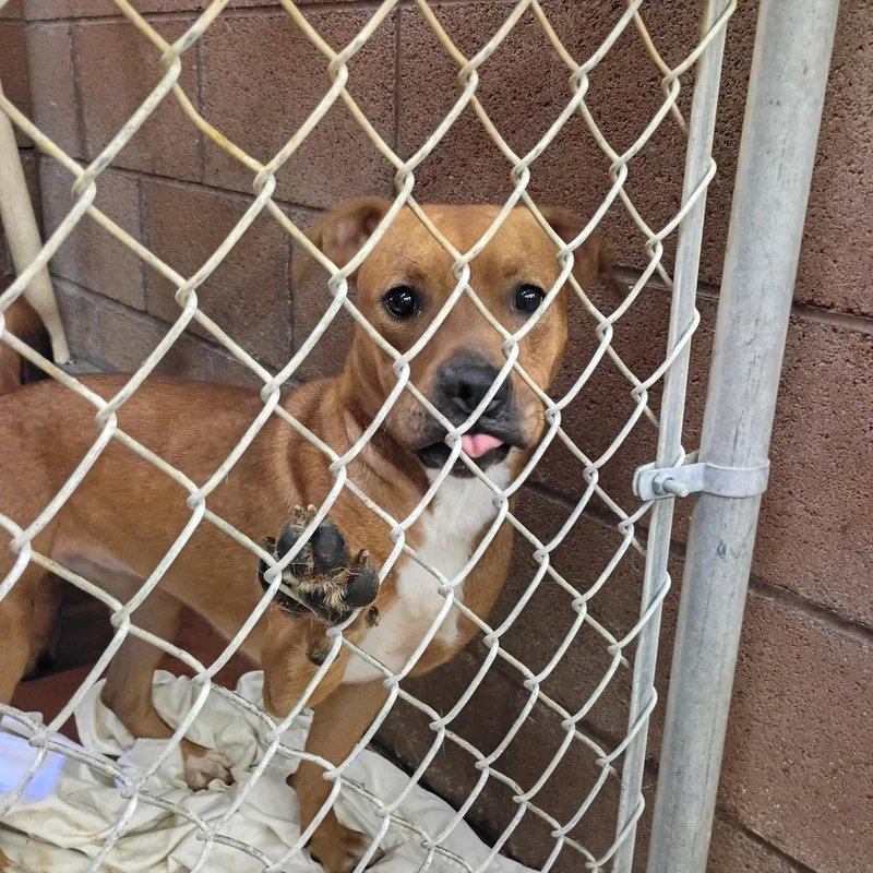 An adult medium-sized female Red / Chestnut / Orange Mixed Breed dog named Lacey for adoption in Buckhannon, WV