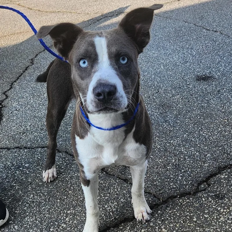 A young medium-sized female Gray / Blue / Silver Pit Bull Terrier dog named Esther for adoption in Mocksville, NC