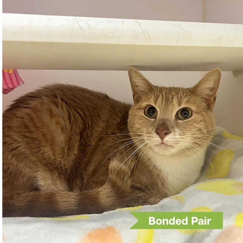 An adult medium-sized male Domestic Short Hair cat named Finn for adoption in Reisterstown, MD
