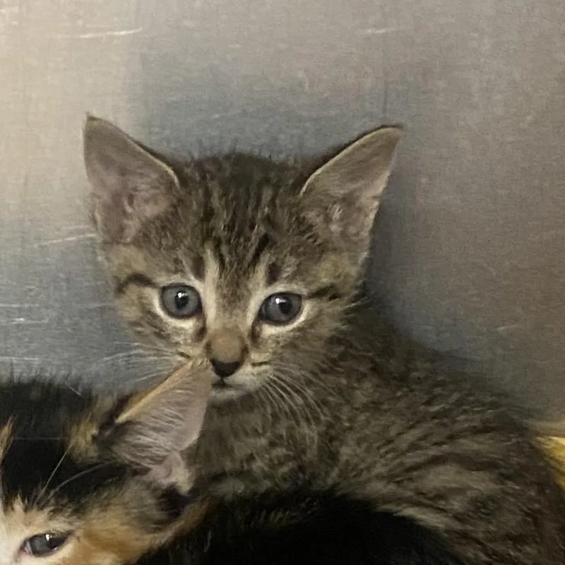 A baby small-sized female Brown / Chocolate Domestic Short Hair cat named Marsha for adoption in Columbus, GA