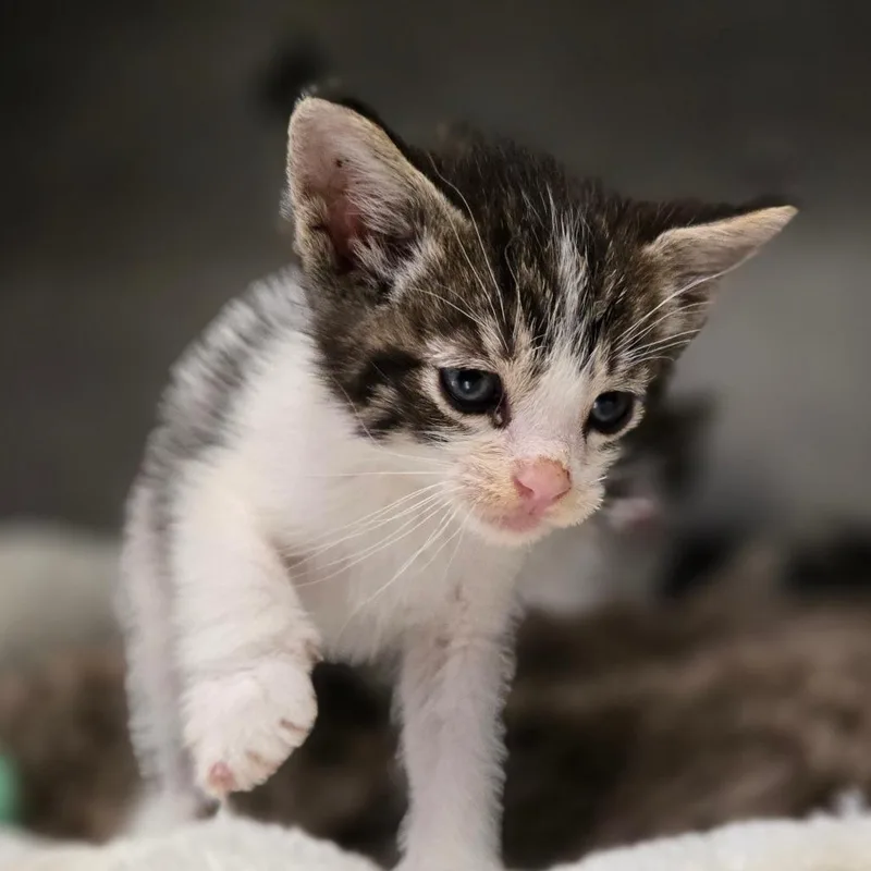 A baby small-sized male White Domestic Short Hair cat named Malcolm for adoption in San Jacinto, CA