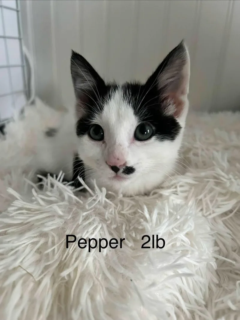 A baby medium-sized female Domestic Short Hair cat named Pepper for adoption in Logan, UT