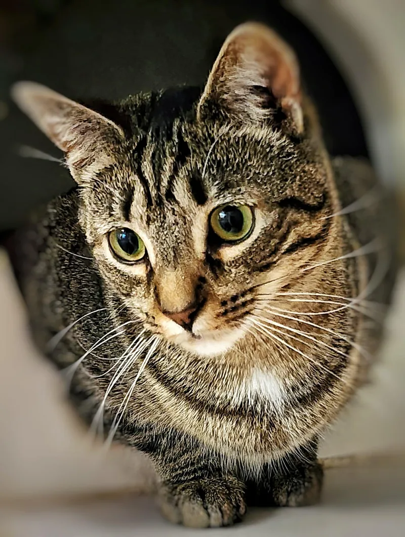 A young medium-sized female Domestic Short Hair cat named Tinkerbell for adoption in Gettysburg, PA