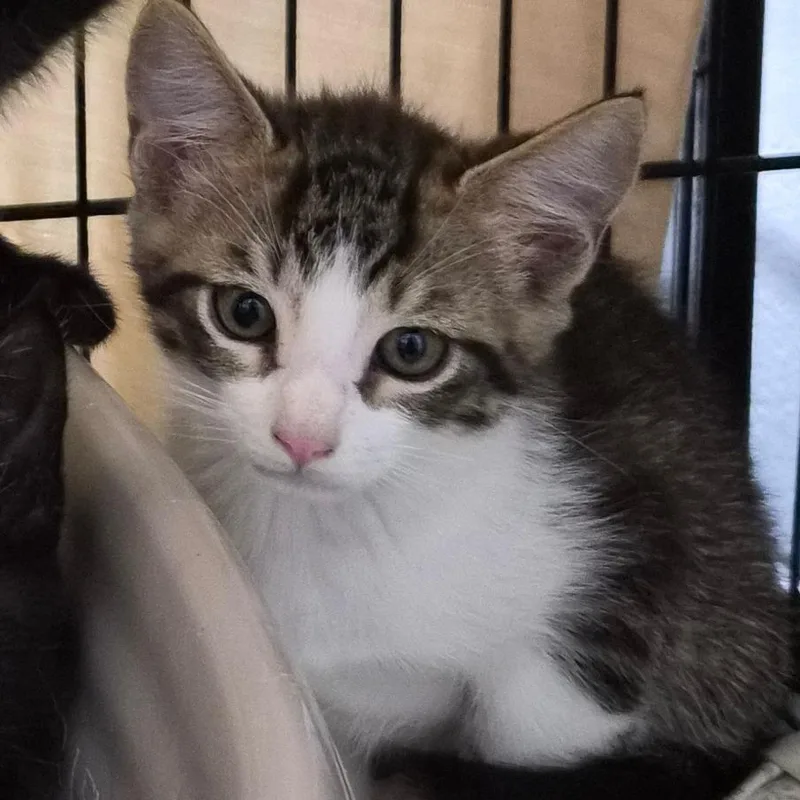 A baby small-sized male Brown / Chocolate Domestic Short Hair cat named Speckle for adoption in Montgomery, AL