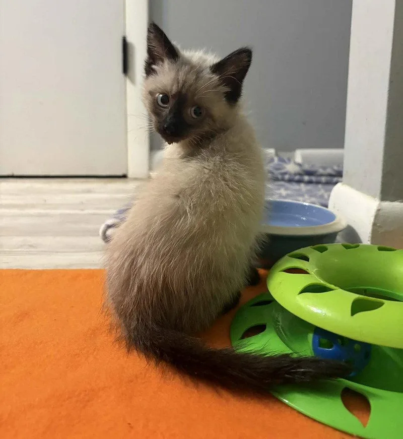 A baby medium-sized male Siamese cat named Beignet for adoption in Candler, NC