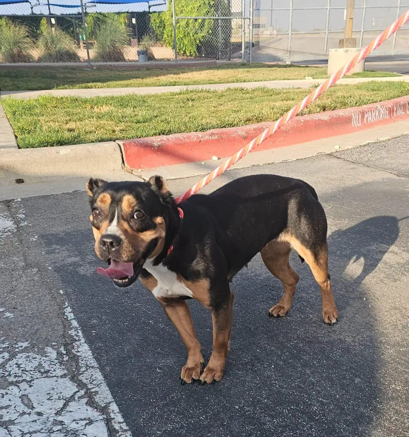 An adult medium-sized female American Staffordshire Terrier dog named Fendi for adoption in Fort Worth, TX