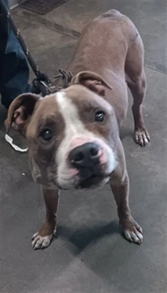 An adult large-sized male Pit Bull Terrier dog named Abraxis for adoption in Los Angeles, CA